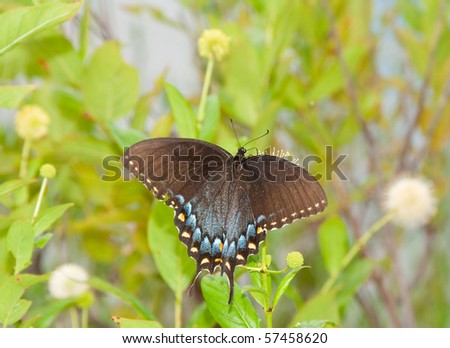 Black morph of an Eastern Tiger Swallowtail butterfly feeding on buttonbush surrounded by buttonbush blooms