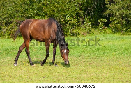 Dark Bay Arabian