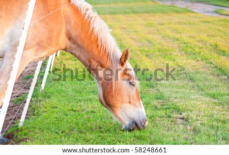 Grass is greener on the other side of the fence, horse leaning through the fence