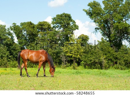 Shiny bay Arabian horse grazing on a bright sunny summer day