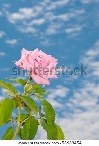 Beautiful light pink rose against sky and clouds