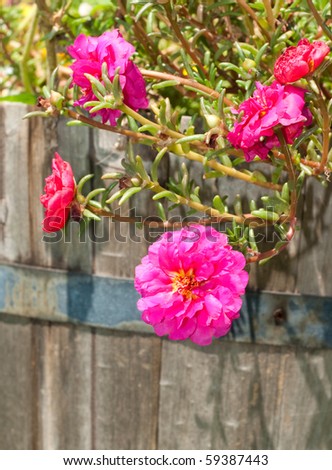 Hot Pink Portulaca flower