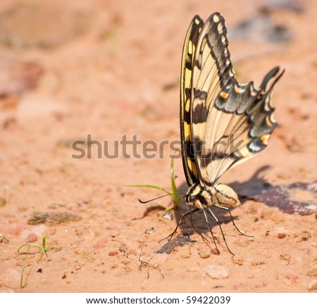 Eastern Tiger Swallowtail butterfly on a natural beach looking for minerals to feed on