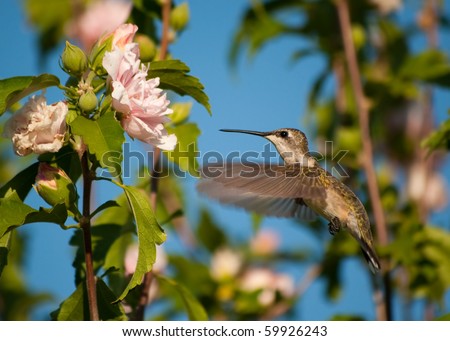 Female Ruby-throated hummingbird getting ready to feed on an Althea flower
