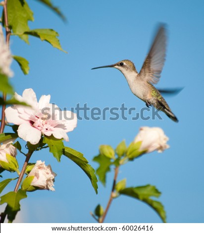 Female Ruby-throated Hummingbird hovering