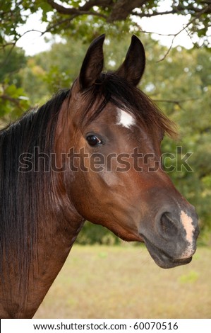 Horse With Snip