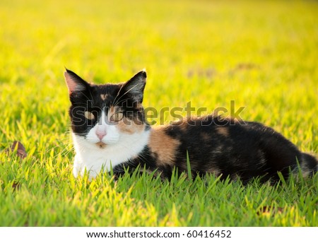 Cat In Sunshine. colorful calico cat in