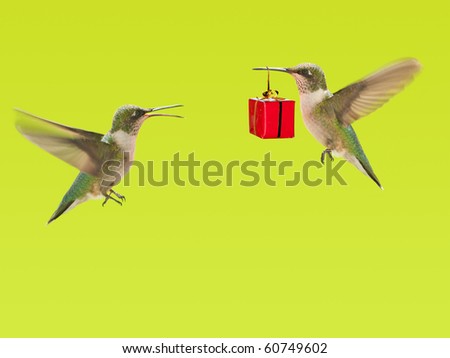 Hummingbird carrying a gift to another hummingbird, a background with copy space