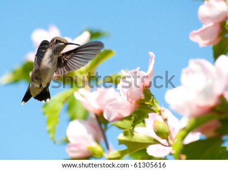Juvenile male Ruby-throated hummingbird getting ready to feed on an Althea flower