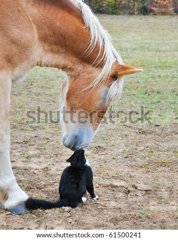 Horse and a tiny cat - good friends nose to nose