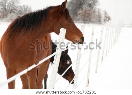 Bay horse eating ice off a fence wire in winter after an ice storm