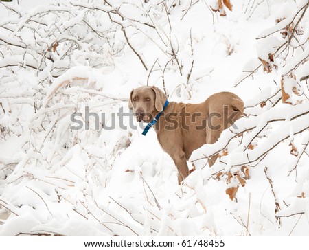http://image.shutterstock.com/display_pic_with_logo/576892/576892,1285530311,8/stock-photo-weimaraner-dog-in-deep-snow-in-winter-61748455.jpg