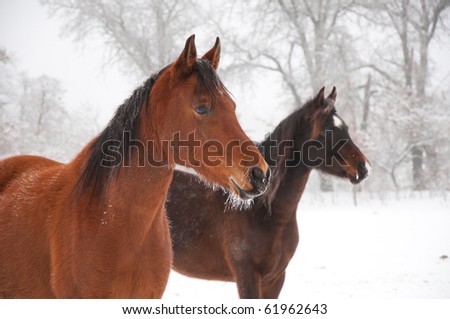 Two frosty horses gazing at the distance with their ears pricked on a cold foggy winter day