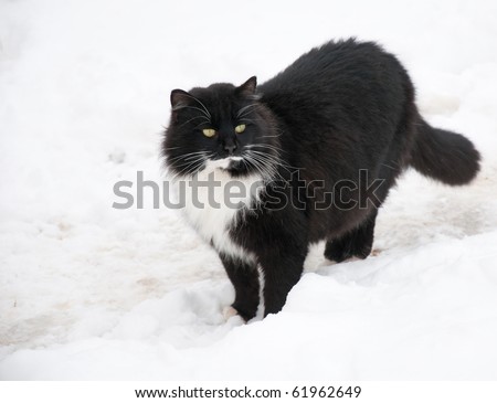 stock photo : Black and white kitty cat in snow on a cold winter day