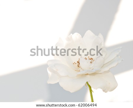 White rose on white background with a shadow crossing it creating contrast