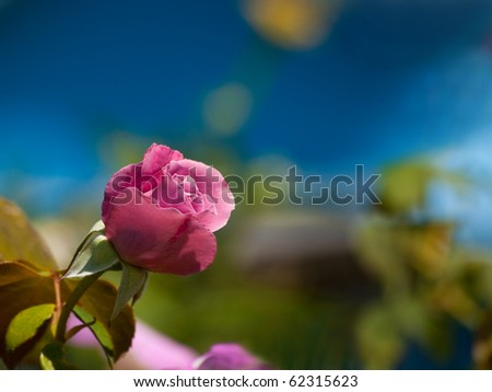 Beautiful dark pink rose against deep blue background