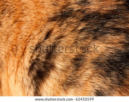 orange and black hair of a calico cat, abstract background texture
