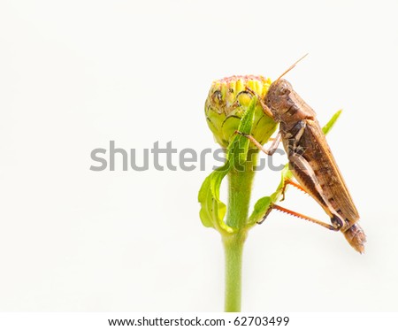 Ouch, don\'t bite! - grasshopper biting on a Zinnia blossom that looks like it is pushing away the bug with its leaves with one eye closed and an unhappy face, white background with copy space