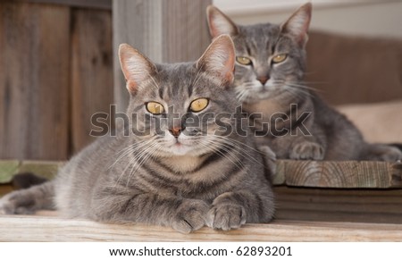 Two cute blue tabby cats resting on porch