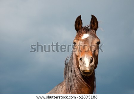 Handsome dark bay Arabian horse with his ears pricked against stormy clouds