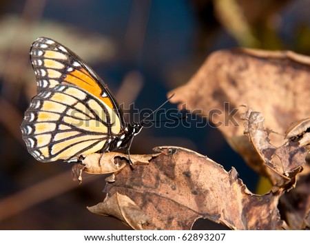 Opposites - beautiful colorful Viceroy butterfly resting on an ugly dead waterlily leaf