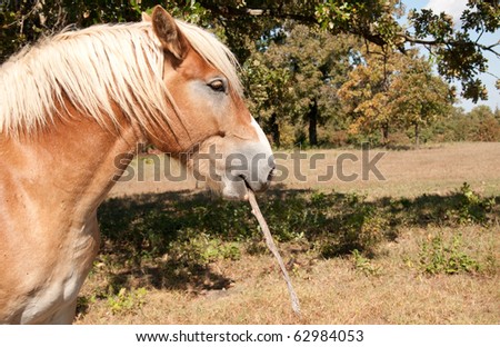 Lazy Belgian Draft horse carrying a stick, ready to get after anyone who tries to make him work