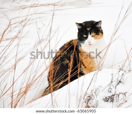 Beautiful calico cat in snow on a cold gray winter day