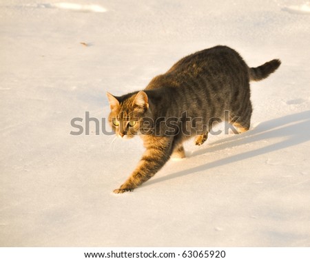 Beautiful blue tabby cat walking in snow