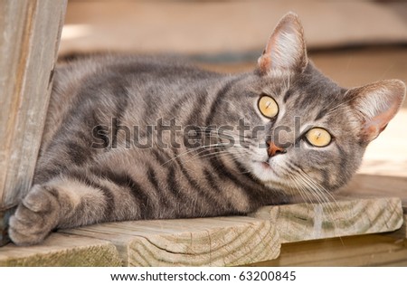 Beautiful blue tabby cat with striking yellow eyes resting on porch