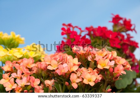 Brilliant red, yellow and salmon colored blooms of Flaming Katy, Christmas Kalanchoe, against clear blue skies