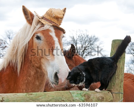 Belgian Draft horse wearing a silly worn out straw hat nuzzling with his tiny black and white kitty cat friend