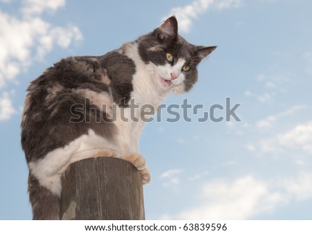 Beautiful diluted calico cat sitting on a fencepost hissing and mad