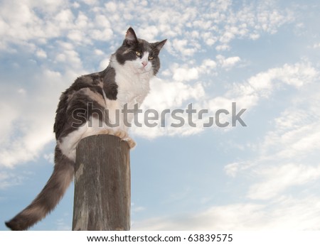Diluted calico cat sitting on a fence post against cloudy skies
