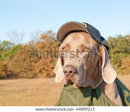 Comical image of a Weimaraner dog wearing a sheriff's cap and a bullet proof vest, looking like he's evaluating the viewer