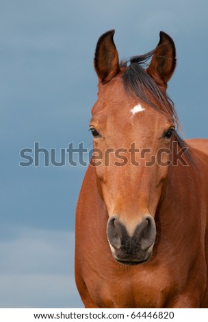 Head on -image of a bay Arabian with a small star against dark cloudy sky