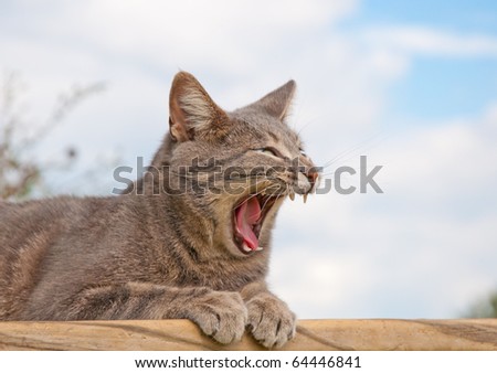 Funny image of a blue tabby cat yawning