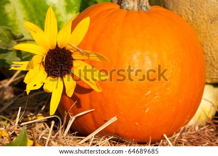 Beautiful sunflower against fresh produce background