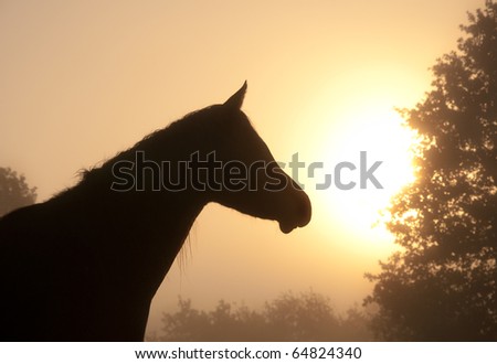 Silhouette of a beautiful Arabian horse head against fog and early morning sun, in rich sepia tone
