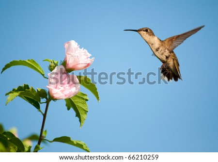 Beautiful female Ruby-throated Hummingbird hovering close to a light pink Althea flower