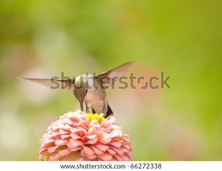 Hummingbird feeding on a light pink Zinnia against green background