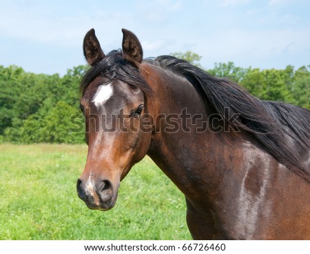 Beautiful dark bay Arabian horse in pasture looking at the viewer
