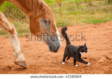  Draft horse following his tiny little black and white kitty cat friend