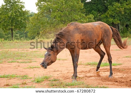 Horse Shaking