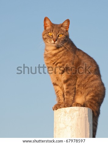 Cute blue tabby cat sitting on a bright white fence post looking at the viewer