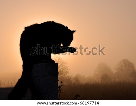 Silhouette of a black long haired cat washing his paw against sunrise in heavy fog, in rich warm tone