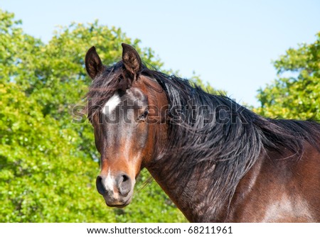Gorgeous dark bay Arabian horse looking at the viewer with wind blowing in his mane