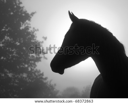 Closeup image of a refined Arabian horse\'s profile against heavy fog and sunrise, in black and white