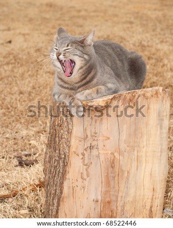 Comical image of a blue tabby cat yawning while resting on a tree stump