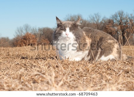 Beautiful diluted calico cat resting on dry winter grass looking at the viewer