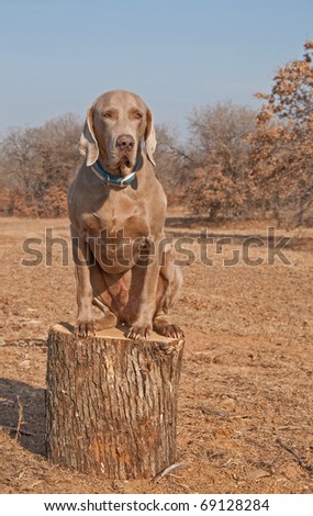 Comical image of a big Weimaraner dog sitting on top of a log like a cat